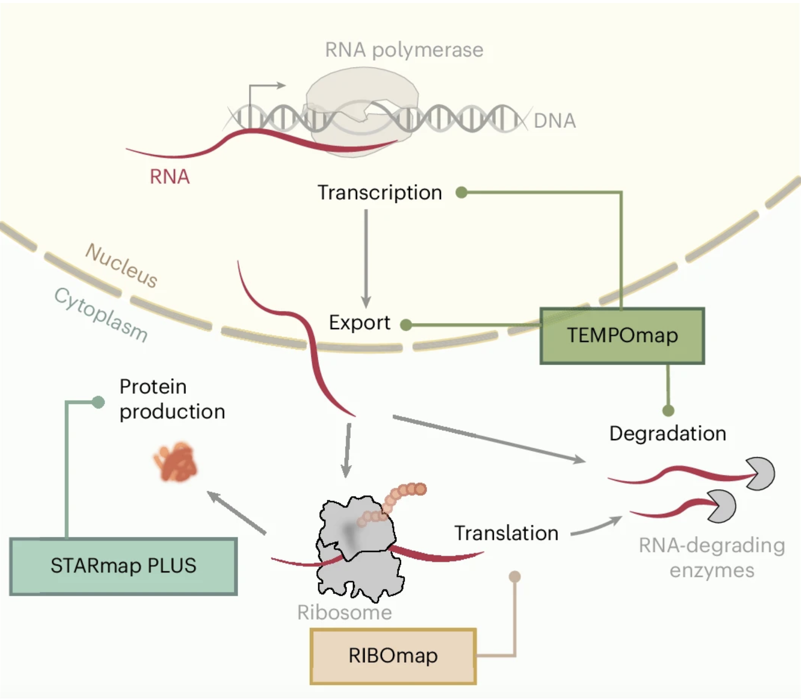 Mrna Transcriptomes Publications — Rena Ren Lab